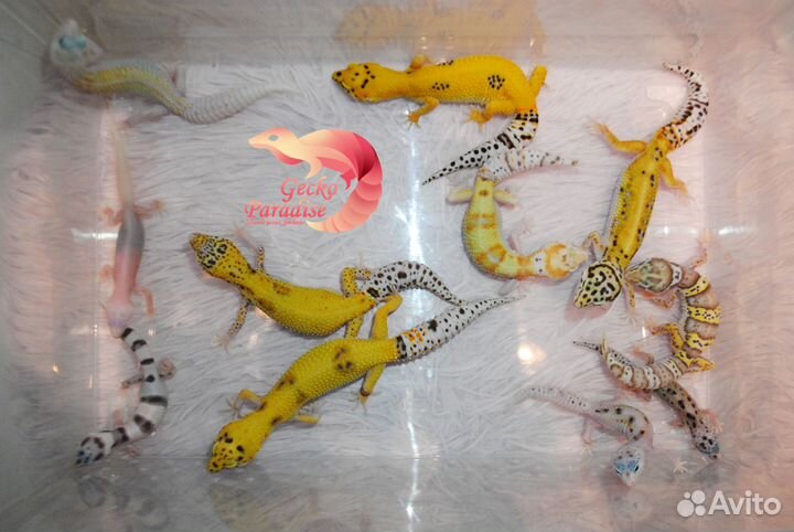 Малыши эублефаров разных морф