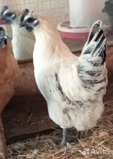 Лакендази и ухейилюй