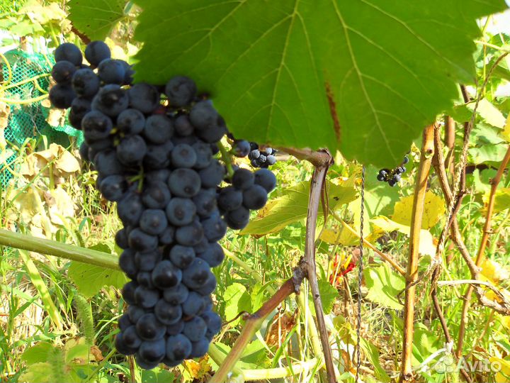 Саженцы винный виноград Маркет
