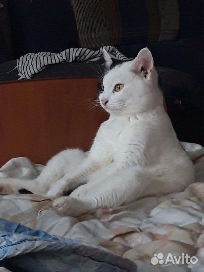 Котик бесплатно в добрые руки