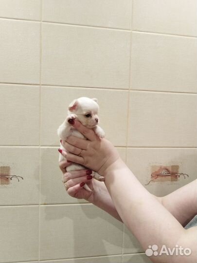 Мальчишки чихи