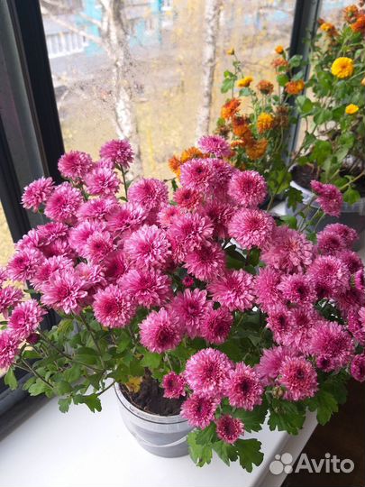 Хризантемы мультифлора