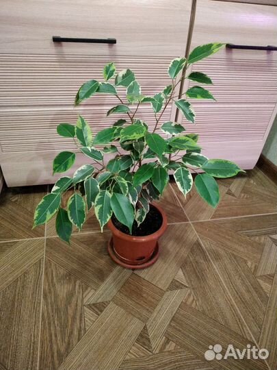 Фикус бенджамина пестролистный