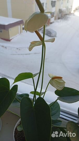 Комнатные цветы