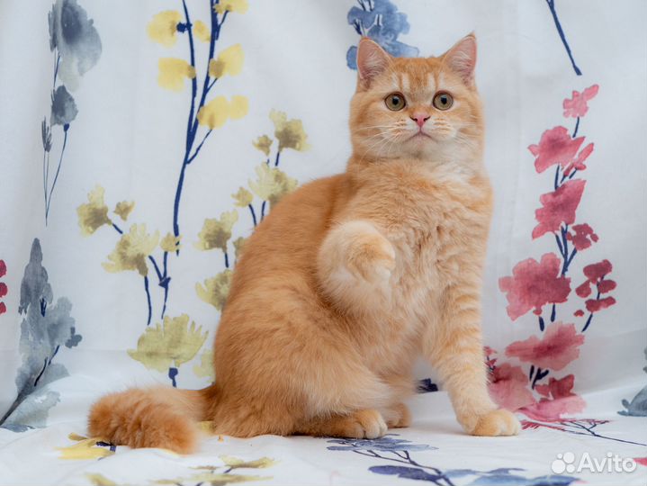 Шотландский кот кастрат