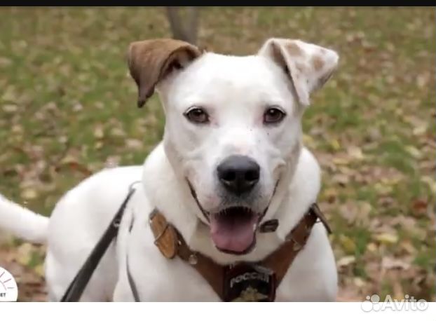 Метис аргентинского дога в приюте