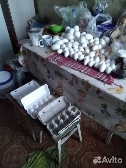 Продаю яйца куриные, гусиные