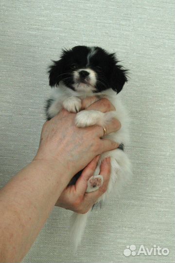 Щенок фалена мальчик