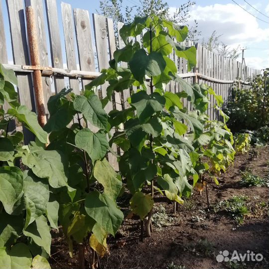 Саженцы катальпы