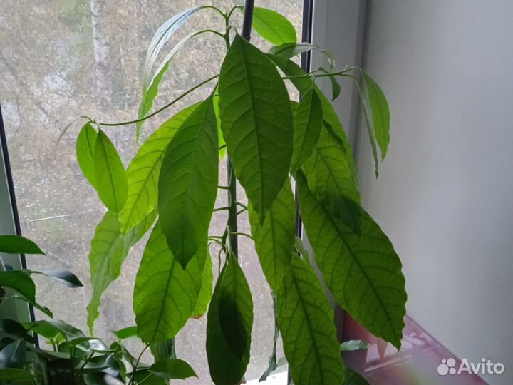 Лимон, финиковая пальма, авокадо Хаас, манго