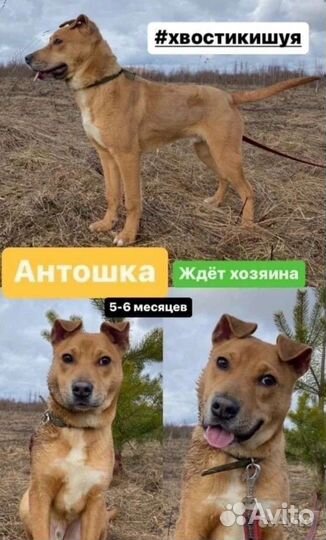 Щенок подросток метис