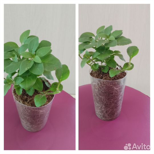 Петуния Тайдал ампельная