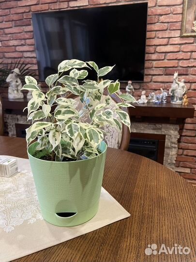 Фикус бенджамина пестролистный
