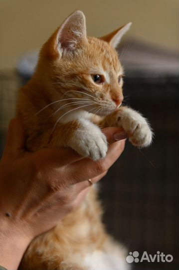 Рыжий котенок девочка