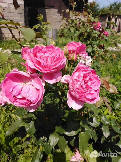 Кустовые розы саженцы