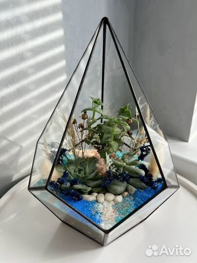 Флорариум, суккуленты, комнатные растения