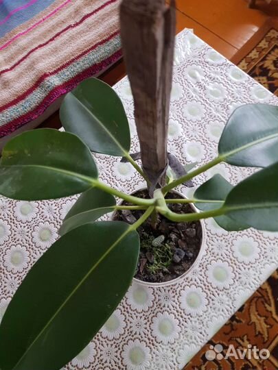 Фикус крупнолистный