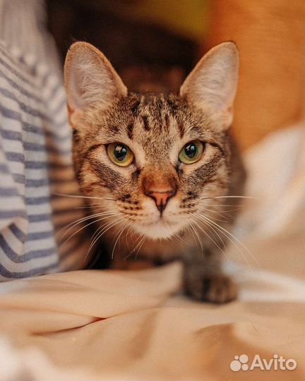 Европейская