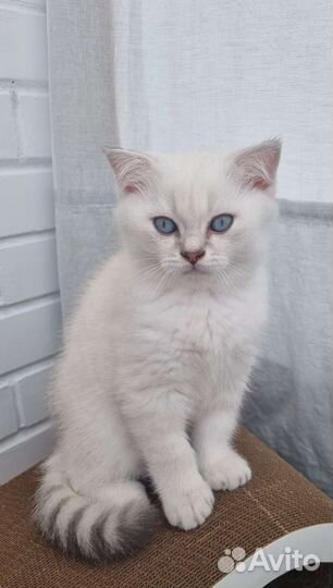 Шотландский прямоухий котенок