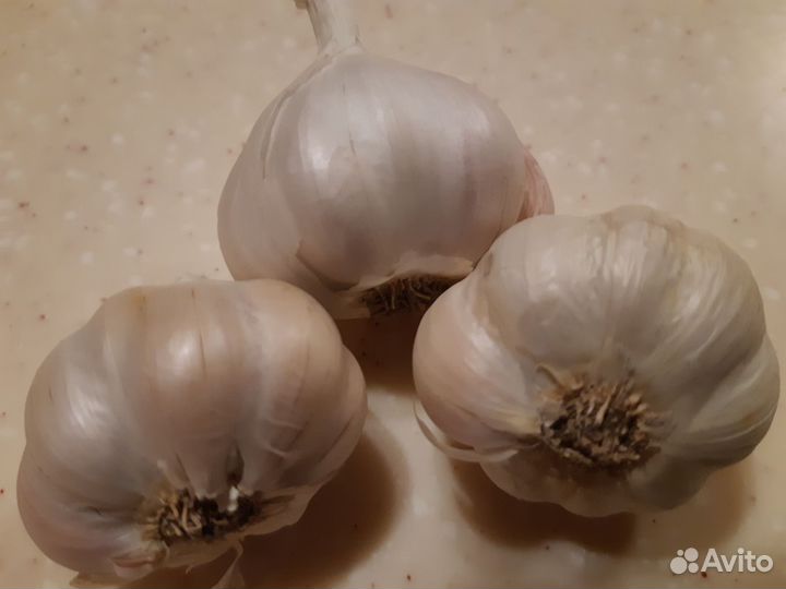 Чеснок озимый на посадку
