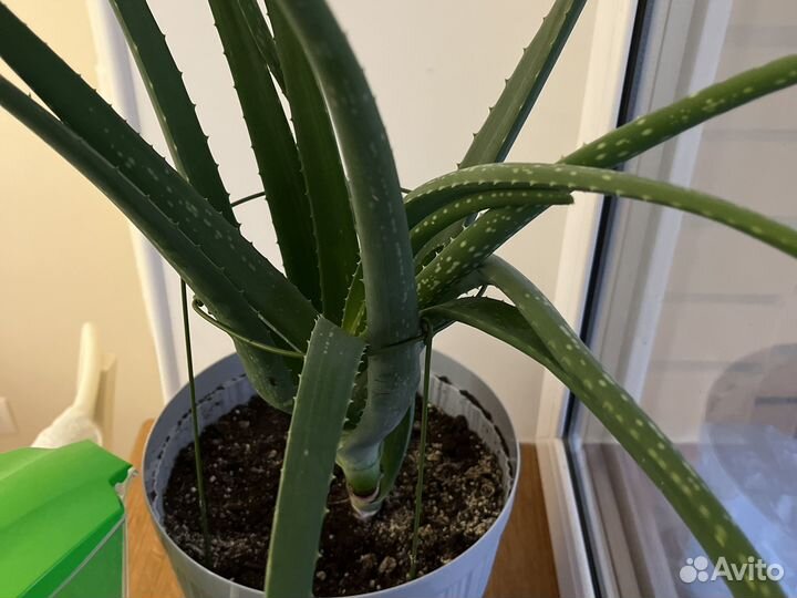 Алоэ столетник