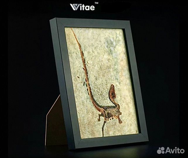 Динозавр Sinosauropteryx окаменелости Литография