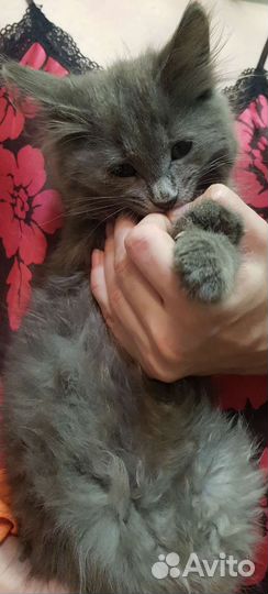 Кошки в добрые руки бесплатно