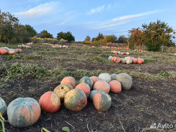 Продам тыкву