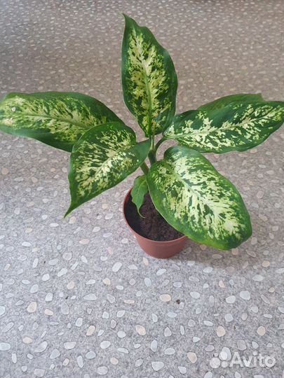 Диффенбахия. Фил. Крассула. Кротон