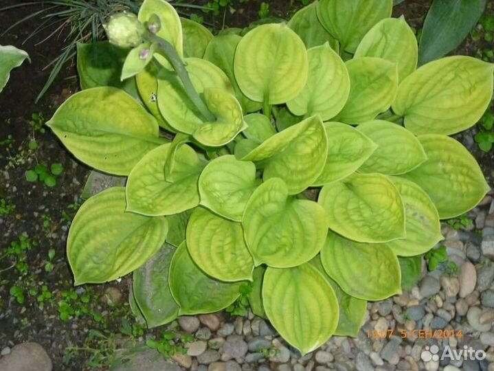 Хоста Eye Catcher