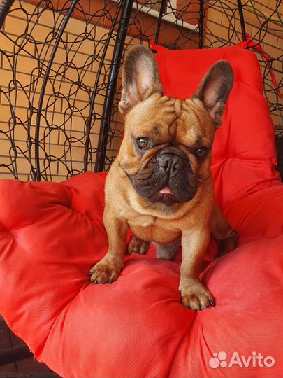 Вязка собак французский бульдог