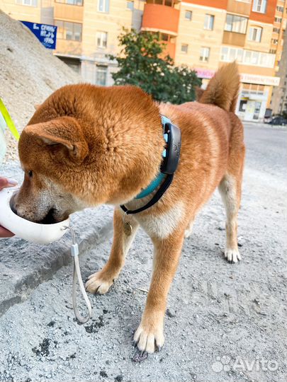 Gps навигатор для лошадей