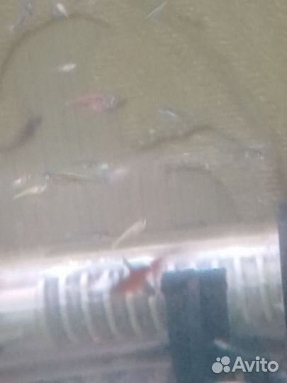 Аквариумные улитки