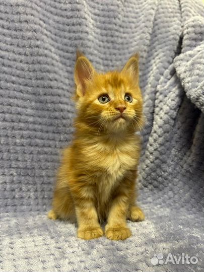 Котята мейн-кун