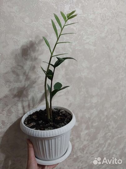 Доллоровое дерево