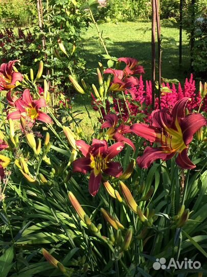 Растения для дачи