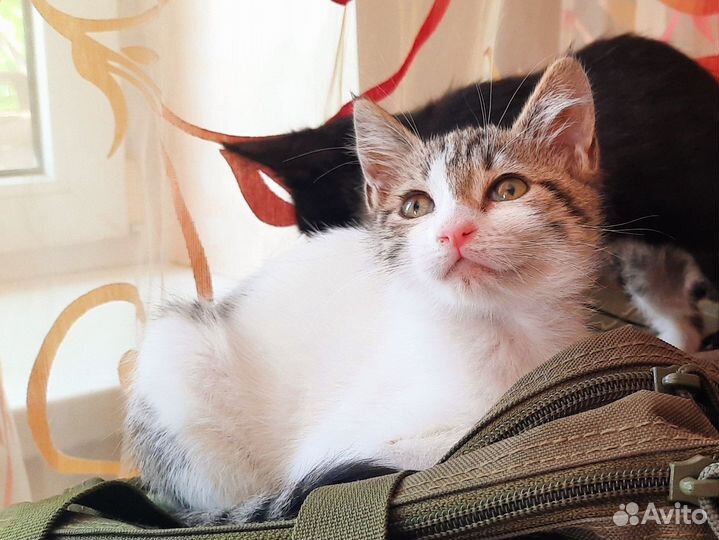 Котята в добрые руки