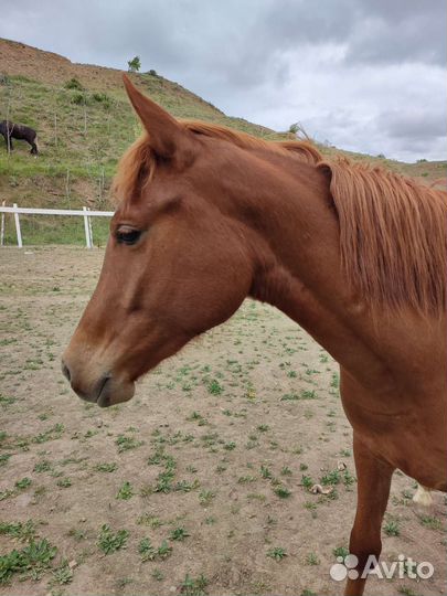 Полукровные лошадки (араб/рысак)
