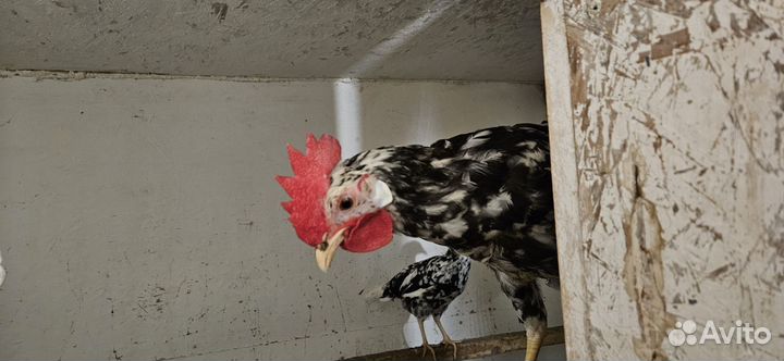 Молодые петухи