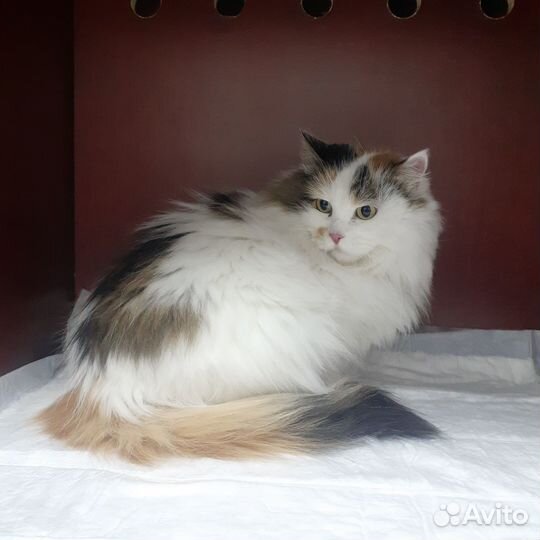 Шикарная кошка