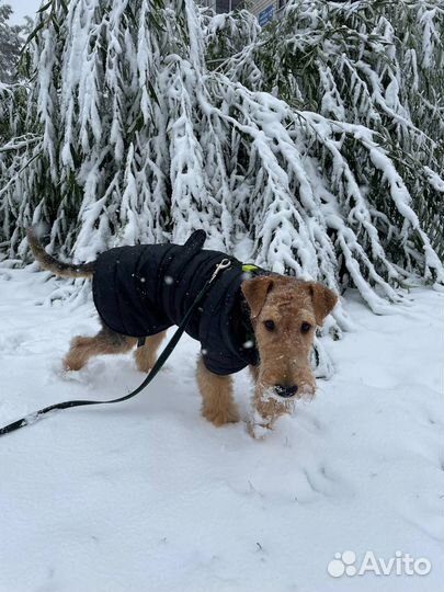 Теплая попона для собаки H&M