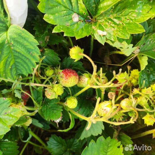 Саженцы земклуники, гибридная форма