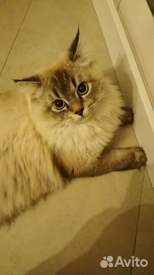 Котик для вязки