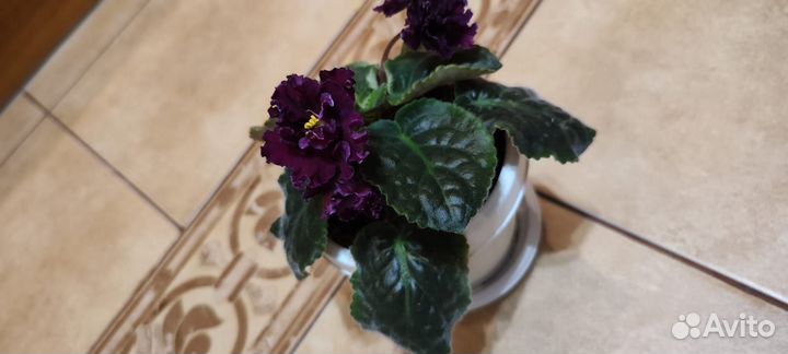 Красивые фиалки (цветущие)