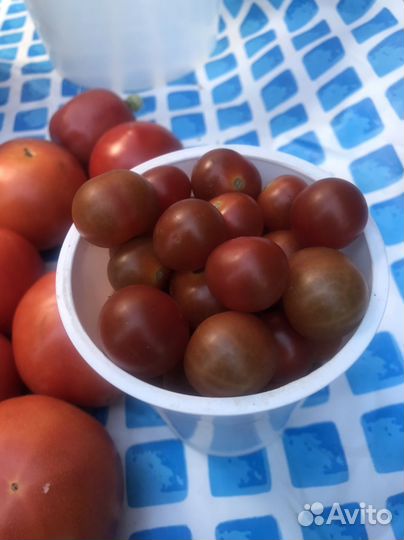 Рассада помидор