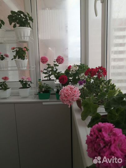 Пеларгония герань сортовая Juselia