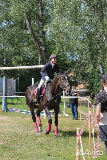 Продам комплект для лошади
