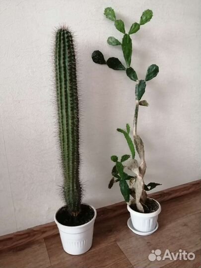 Кактус / опунция