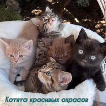 Красивые котята