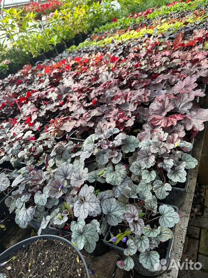 Растения гейхера